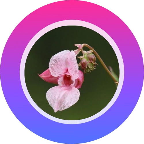 Fotografía de Impatiens de las historias destacadas originales