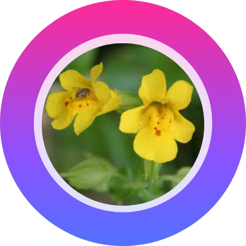 Fotografía de Mimulus de las historias destacadas originales