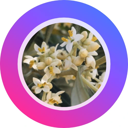 Fotografía de Olive de las historias destacadas originales
